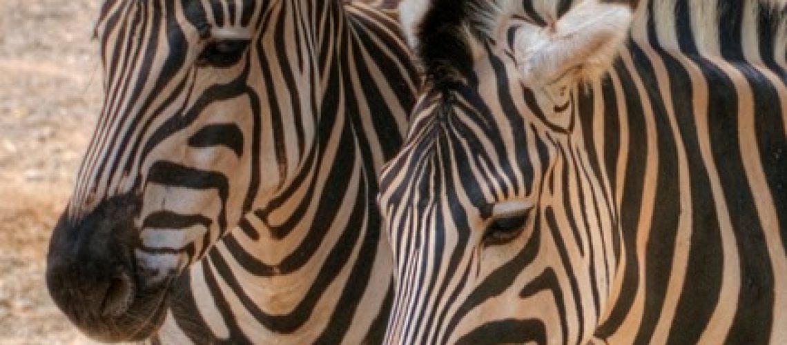 zebras_thumb.jpg